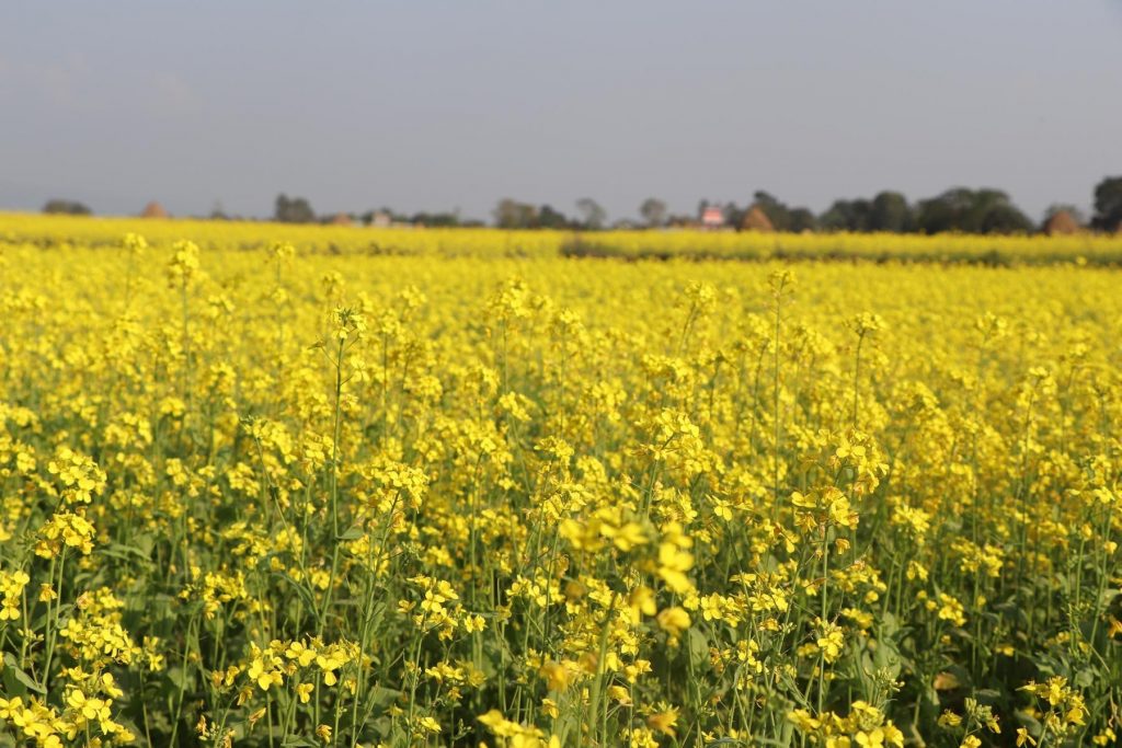 झापामा तोरीखेतीको आशलाग्दो विस्तार