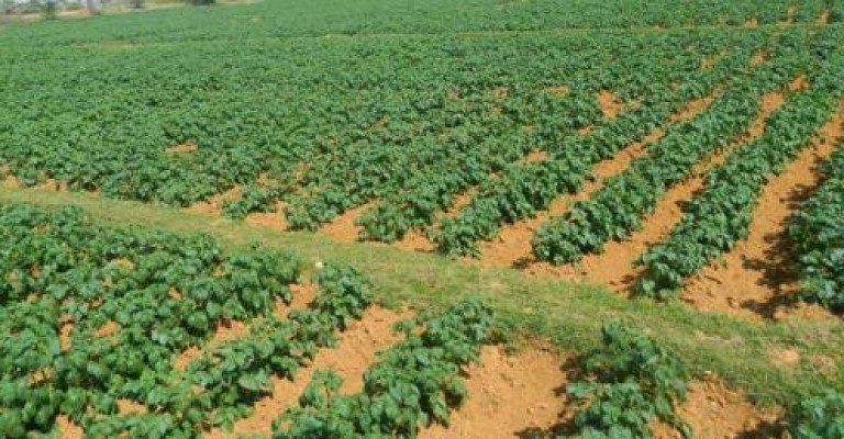 लमजुङमा आलु उत्पादन बढ्यो