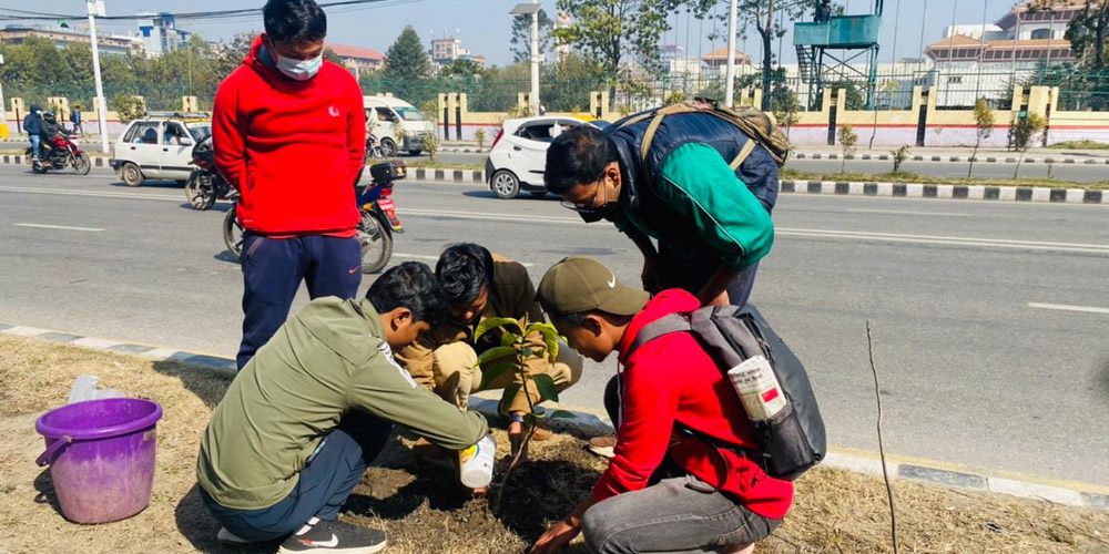 एमसीसीको विरोधका नाममा भाँचिएका फूल-विरुवाको ठाउँमा वृक्षारोपण