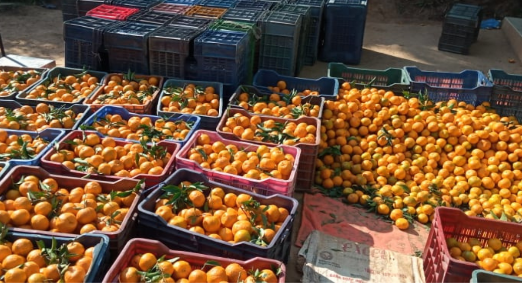 रु चार करोडको सुन्तला निकासी