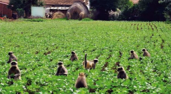 वन्यजन्तुबाट पीडित चार सय ५७ किसानलाई क्षतिपूर्ति