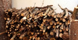 जाडोयामभर नियमित दाउरा सङ्कलनमा सहज