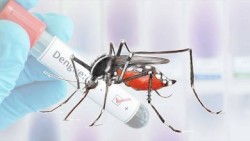 डेङ्गु फैलन नदिन लार्भा नष्ट गर्ने अभियानमा कामपा