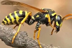 अरिङ्गालले टोकेर युवकको मृत्यु