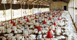 कुखुराबाट हल्ला फैलिए जस्तो मानिसमा रोग सर्दैन : नेपाल भेटेरिनरी एशोसिएशन