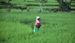 किसानको वर्गीकरण गरी बीमा उपलब्ध गराउनुपर्नेमा जोड