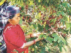 कफीमा सेतो गवारो र छहारीको समस्या