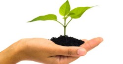 चितवन वन कार्यालयले एक लाख ३८ हजार बिरुवा बाँड्यो