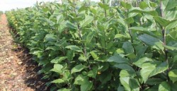 स्याउको बिरुवामै भ्रष्टाचार !