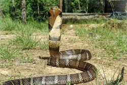 कपिलवस्तुमा सर्पदंशबाट शिशुको मृत्यु