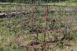 मस गाउँमा एक वर्षमा फल्यो विदेशी स्याउ