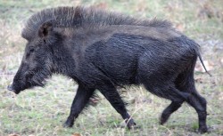 बँदेलमा देखियो ‘अफ्रिकन स्वाइन फिभर’