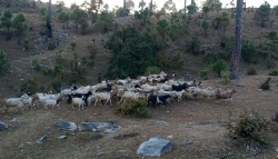 पुँगरमै बाख्रा पालनबाट मनग्य आम्दानी