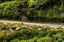 भेडाच्याङ्ग्राको व्यापार घट्दा व्यवसायी चिन्तित