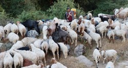 आलेख : जीवन जङ्गलमै बित्छ भेडा गोठालाको