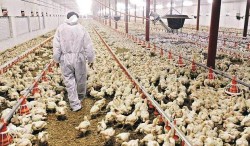 बर्डफ्लु प्रभावित किसानलाई छिट्टै राहत