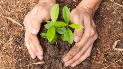 भूक्षय रोक्न एक लाख ६० हजार बिरुवा निःशुल्क वितरण गरिँदै