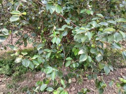 काभ्रेको एक घरमा विस्फोटक पदार्थ फेला, करोडौंमा माला बिक्री गर्दै आएको बुद्धचित्तको रुख पनि काटियो