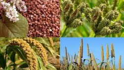 स्थानीय खाद्यान्नको उत्पादन घट्दा  माग बढ्दै