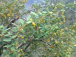  बिक्री हुन थाल्यो चुत्रो र गुर्जो, किसानलाई सङ्कलन गर्न भ्याइनभ्याइ