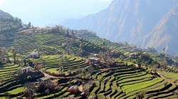 बझाङको बित्थडचिर गाउँपालिका तल्लाभतडाका किसानले लगाएको गहुँबाली