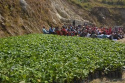 काभ्रेका किसानलाई कफी उत्पादन प्रविधि तालिम