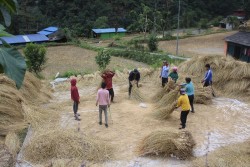 ‘क्रप कटिङ’ बिधिद्वारा धान उत्पादनको अध्ययन