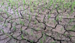 धानका गाँज मर्न थाले, किसानलाई चिन्ता