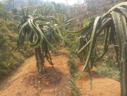 दस वर्ष कोरिया बसेर आएका शिवको लोभलाग्दो ड्रागन फ्रुट खेती