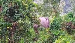  हात्तीको आक्रमणबाट वृद्धको मृत्यु