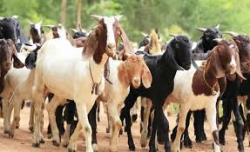 खाद्यले तोक्यो खसीबोकाको बिक्री मूल्य