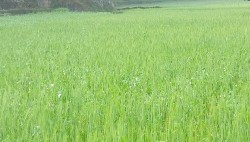 हिउँदे वर्षा नहुँदा किसान चिन्तित