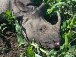 चितवन राष्ट्रिय निकुञ्जमा मृतावस्थामा गैँडा फेला