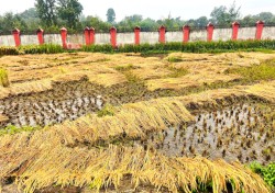 गुल्मीमा बेमौसमी वर्षाले ११ प्रतिशत धान नष्ट, धान खेतमै डुब्यो, किसान चिन्तित