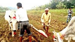मिथिलाञ्चलमा आज हलो र गोरुको पूजा गरिँदै 