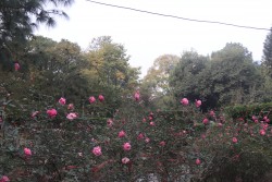 काठमाडौँको शंखधर उद्यानमा फुलेका गुलाफ