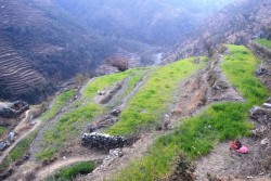 हिमपात र वर्षा नहुँदा सुक्न थाले हिउँदेबाली