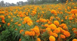 तिहारमै बिक्री भएन फूल, किसान चिन्तित 
