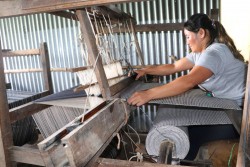 जङ्गलमा उत्पादित अल्लोबाट रोजगारीसँगै आम्दानी