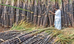 सर्लाहीमा चिनी मिलमा उखु क्रसिङ थालियो