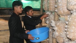 विद्यालयमै च्याउखेती