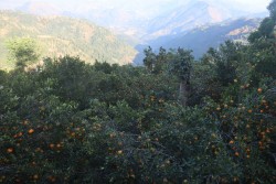 सुन्तला उत्पादनमा वृद्धि हुुँदा किसान उत्साहित