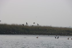 पूर्वीचितवनका सिमसारमा  ५५ प्रजातिका चरा भेटिए