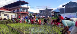 २२औँ राष्ट्रिय धान दिवस तथा रोपाइँ महोत्सवका अवसरमा बिभिन्न ठाउँमा भएका रोपाइँ (फोटो-फिचर)