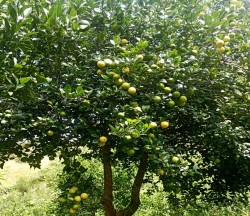 कागती खेतीप्रति कृषकको आकर्षण