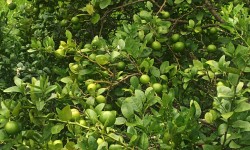 कागती खेतीमा भविष्य खोज्दै युवा