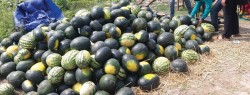खरबुजाको व्यापारबाट मनग्य आम्दानी