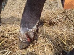 खोरेत मुक्त अभियान सञ्चालन गरिँदै