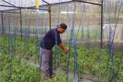 विदेशमा ठक्करः स्वदेशमा अवसर