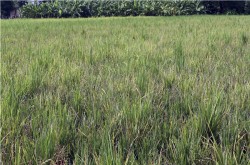 धानमा रोग लागेपछि किसान चिन्तित